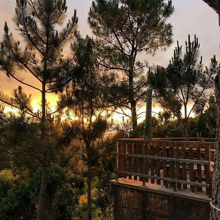 Wood * Ericeira